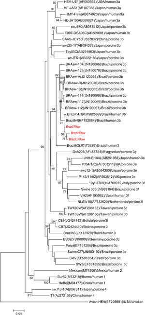 Phylogenetic tree reconstructed by the neighbor-joining method with common 304-nt ORF2 sequences from 49 isolates, including 13 porcine isolates from Brazil, 4 human isolates from Brazil, and the 3 swine isolates described in this study, Brazil79sw, Brazil49sw and Brazil147sw (highlighted in red). The GenBank accession number in parentheses, the name of the country of origin, the species from which it was isolated, and the genotype/subtype of the isolate identify each viral strain. Bootstrap values of >50 are indicated for the major nodes as a percentage of the data obtained from 1000 replicates (bar, 0.02 substitutions per site). Major branches indicate genotypes. Avian HEV is the outgroup.