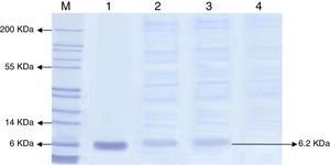 SDS-PAGE of total protein secreted from the wild and recombinant strain of P. pastoris. The SDS gel was stained by Coomassine blue. M: stained protein ladder; lane 1: standard hEGF protein; lanes 2 and 3: samples of recombinant P. pastoris B1 clone; lane 4: sample of wild type P. pastoris GS115. Each well was loaded with 100μL of culture filtrate from recombinant P. pastoris B1 and wild type P. pastoris.
