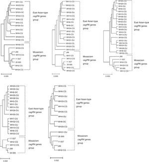 Phylogenetic tree of the complete amino acid sequences of cagI, cagL, cagT, cagM and cagX in some strains. Scale bars represent calculated distances. All three proteins were divided into two major groups: East Asian-group or Western-group.