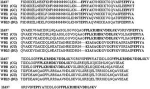 Deduced amino acid sequence of cagA 3′ variable region from some strains.