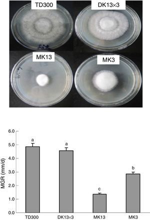 Mycelial growth of the monokaryons and reconstituted dikaryon of Pleurotus ostreatus on PDA plates. MK13, monokaryon; MK3, monokaryon; DK13×3, dikaryon; TD300, dikaryon and the two monokaryons’ parent; MGR, mycelial growth rate. Data are given as the means and SE of four replicates. Data with the same lower case letter do not significantly differ from other data at p<0.05.