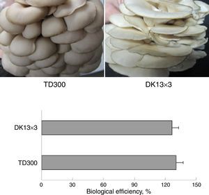 Fruiting body morphology and biological efficiency of TD300 and DK13×3 in cottonseed hull medium. Biological efficiency indicates the percentage of the fresh weight of harvested 1st and 2nd flush mushrooms over the dry weight of inoculated substrates.