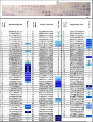 ETX SPOT membrane immunochemical assay against anti-ETX hyperimmune serum. A list of the synthesized peptides and the mean reactivity of positive spots with numerical (0–5) and color intensity (no reactivity – no color, more reactive – darker) scales is shown. Mutated residues marked.