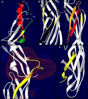 View of the epitopes in the 3D structure of Clostridium perfringens type D ETX. (A) Epitope 3. The yellow, green and red colors represent low, medium and high reactivity of regions, respectively. (B) Epitope 9 is shown in yellow; the determinant mapped by McClain and Cover15 is shown in black. (C) Epitope 9 is shown in yellow; the essential domain for ETX activity is shown in red; the overlapping region between this domain and epitope 9 is shown in orange. (D) Epitope 12 is shown in yellow; the negative electrostatic potential is shown in red; the positive electrostatic potential is shown in blue. (E) Epitope 15 is shown in yellow.