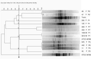 Dendrogram obtained by UPGMA cluster analysis of DNA fragments from ureaplasmas isolated from sheep. Ureaplasma bovine isolate (Touro 1) and Ureaplasma diversum reference strains (ATCC 49782 and ATCC 49783) were also digested by the enzyme SalI. F, female; M, male; P, farm. Arrow: cutoff “Cluster”: 1, 2, 3, 4, 5 and 6.