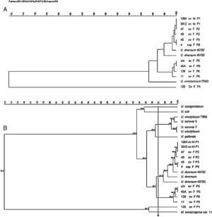 Dendrogram obtained from sequences of 16S rRNA gene of ureaplasma isolates from goats and sheep. Ureaplasma bovine isolate (120), Ureaplasma urealyticum and U. diversum reference strains (ATCC 49782 and ATCC 49783) were also included. Arrow: cutoff ≥97% (suitable for intraspecific similarity analysis). ov, sheep; cap, goat; F, female; M, male; P, farm.