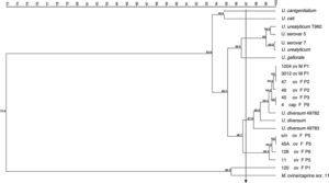 Dendrogram obtained from the sequences of 16S rRNA gene of isolates of ureaplasma isolates from goats and sheep and ureaplasmas isolated from humans and animals were included for comparison. Ureaplasma bovine isolate (120) and Mycoplasma ovine/caprine serogroup 11 were also included. Arrow: cutoff ≥97% (suitable for intraspecific similarity analysis). ov, sheep; cap, goat; F, female; M, male; P, farm.