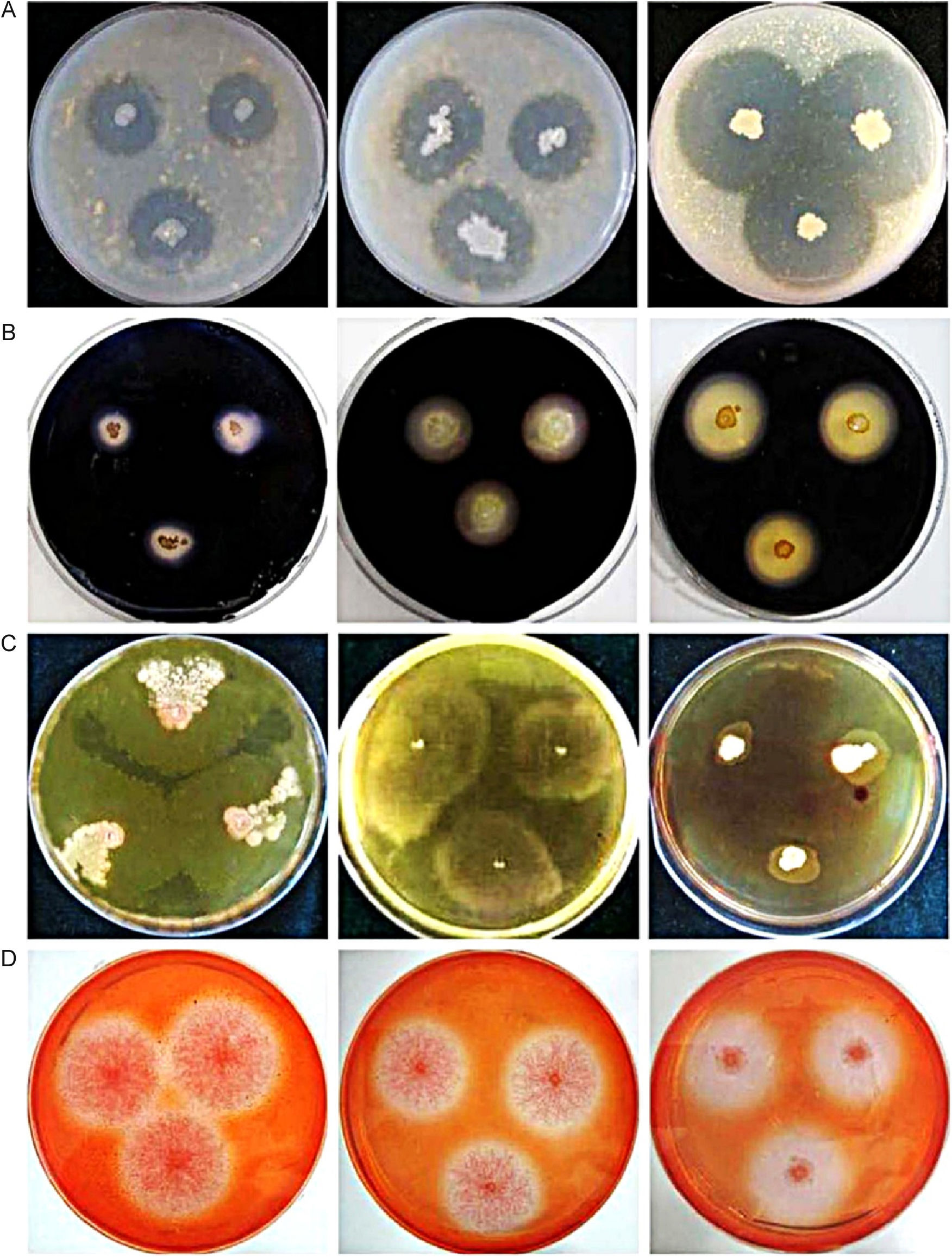 Development of a novel compound microbial agent for degradation of ...
