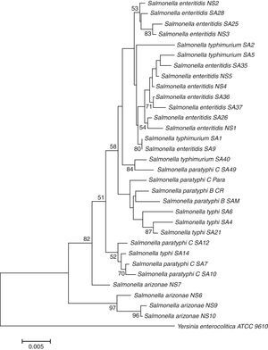 Dendrogram showing genetic relatedness among the isolated Salmonella enterica strains based on 16Sr DNA sequences analysis.