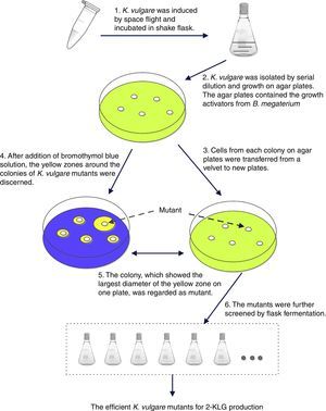 The procedure of screening of mutated strains by the pH indicator method.