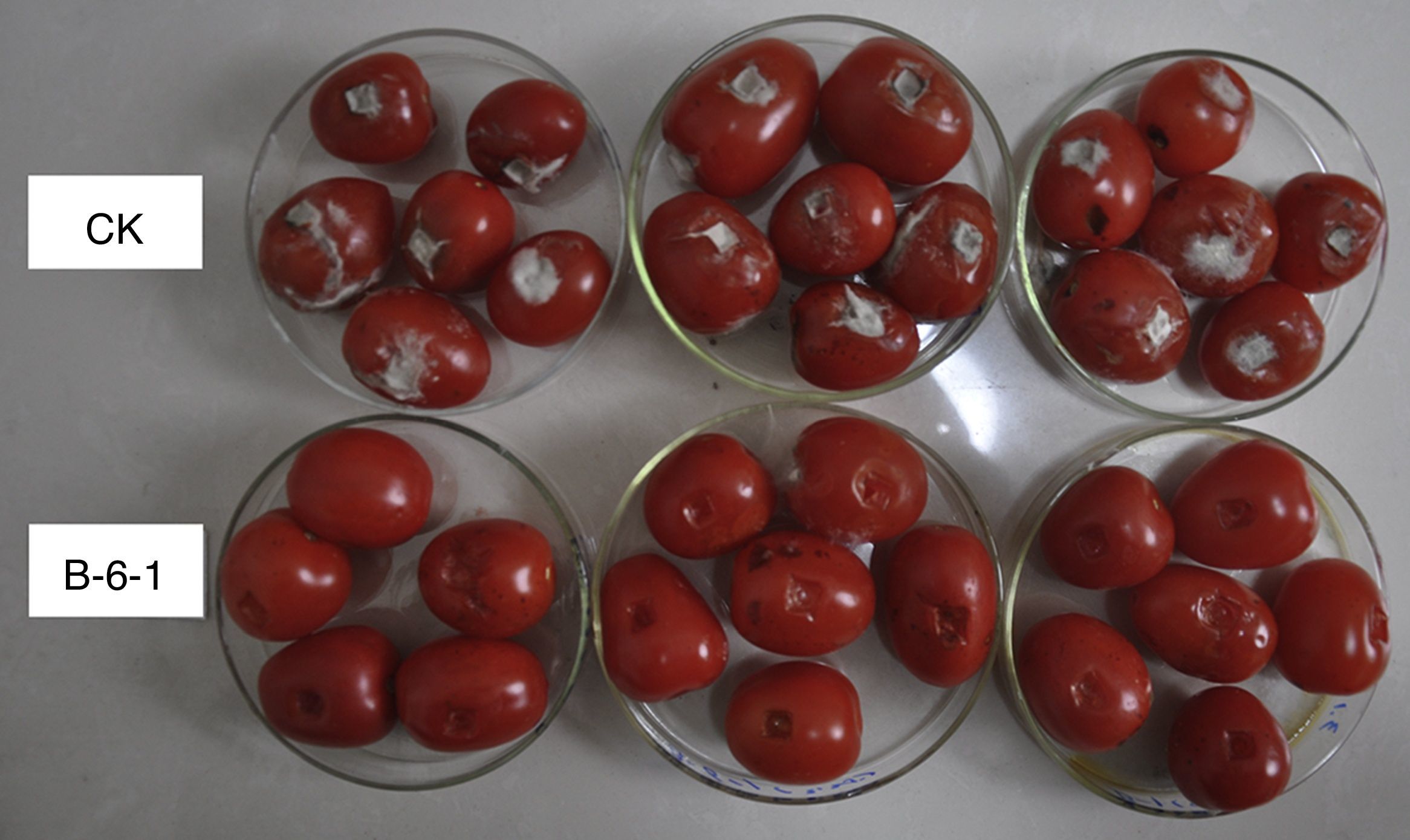 Isolation, identification, and biocontrol of antagonistic bacterium ...