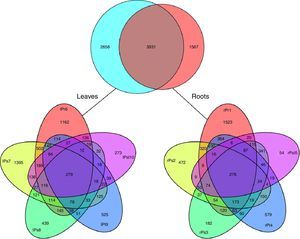 Venn diagrams showing the number of OTUs shared and unique among different samples.