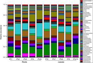 Relative abundance of most dominant bacterial orders associated with tree peony roots and leaves (taxa represented with average relative sequence abundances occurred at >0.2%).