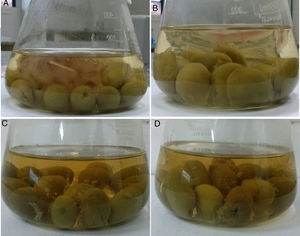 The development of Monascus ruber mycelial mat on the brine surface of green table olives (Arauco cultivar). Letters (A) and (B) refer to samples without preservatives (sodium benzoate and potassium sorbate), incubated at 30°C and with 3.5% and 5.5% of NaCl, respectively. Letters (C) and (D) correspond to samples without preservatives (sodium benzoate and potassium sorbate), incubated at 40°C and with 3.5% and 5.5% of NaCl, respectively.