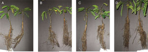 Monjoleiro roots under different treatments: (A) Treatment 1 (addition of only water); (B) Treatment 2 (addition of fertilizer); (C) Treatment 3 (inoculation of Pseudomonas fluorescens MCR1.10); (D) Treatment 4 (inoculation of Enterobacter sp. MCR1.48).