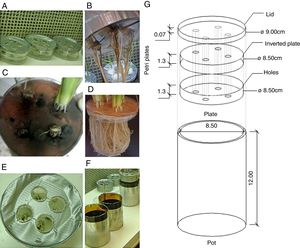 Vessel used to study the NO3−-N uptake kinetics in rice plants (var. Piauí) that were inoculated with dark septate fungi and subjected to 0.5mM of NO3−-N after 72h of N nutrient deprivation. (A) Petri dishes containing agar-water with seeds and mycelium discs; (B) fungal biofilm of A103 (10 DAG); (C) fungal characteristics at the collection time (35 DAG); (D) non-inoculated plant at 41 DAG; (E) the start of A103 establishment (3 DAG); (F) Pot used; (G) overview of vessel.
