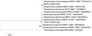 Phylogeny of SRK12 and SRK17 TBM-resistant strains based on 16S rRNA gene sequences analysis (Tamura-Nei algorithm and neighbor-joining tree). Nocardiopsis alborubida was used as out-group. Bootstrap values (1000 replicate runs) greater than 50% are indicated. GenBank accession numbers are indicated in brackets.