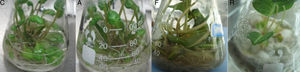 Growth state of RGT tissue culture seedlings. C: control; A: RGT seedlings co-culture with Aspergillus sp.; F: RGT seedlings co-culture with Fusarium sp.; R: RGT seedlings co-culture with Ramularia sp.