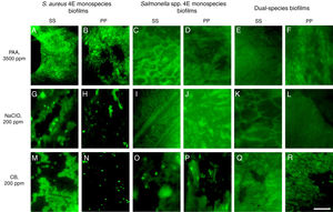 Epifluorescence photomicrographs of mono and dual-species biofilms of S. aureus 4E and Salmonella spp after disinfection. The disinfection treatments were applied at different temperature and time exposure: (A–F) 50°C for 10min; (G–L) 37°C for 10min; and (M–R) 50°C for 10min The white bar scale indicates 10μm.