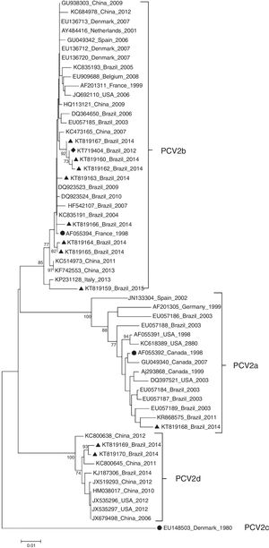 Phylogenetic tree of 11 PCV2 in the present study and 47 PCV2 isolates representative of genotypes PCV2a, PCV2b, PCV2c and PCV2d. Reference strains from PCV2a (AF055392), PCV2b (AF055394) and PCV2c (EU148503) are indicated by a solid circle (●). PCV2 (KT719404) is indicated by a solid diamond (♦) and the other 10 PCV2 isolates from PCVD cases that occurred in Brazil during 2014 and 2015 are indicated by a solid triangle (▴). The phylogenetic tree was constructed based on the nucleotide sequences of the ORF2 gene. The tree was inferred by using the Neighbor-Joining method with 1000 bootstrap replicates (Bootstrap values ≥70% are shown). The evolutionary distances were computed using the Maximum Composite Likelihood method, and are in the units of the number of base substitutions per site. Evolutionary analyses were conducted in MEGA6.