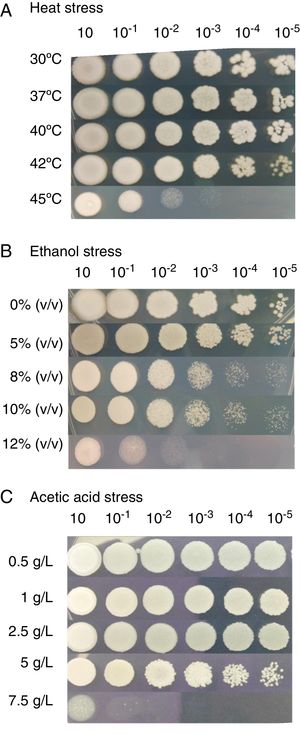 Effect of heat, ethanol and acetic acid stresses on the cell growth of P. kudriavzevii RZ8-1.