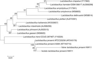 16S rRNA gene-based phylogenetic dendrogram showing the phylogenetic position of the strain and the valve related to Lactobacillus jensenii. Numbers at the nodes are bootstrap values. Bar, 1% sequence divergence.