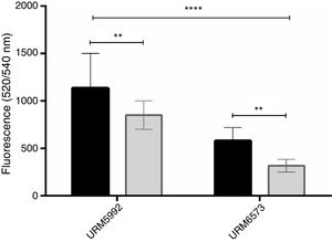 Influence of elastin on the hydrophobicity of A. fumigatus biofilm. The hydrophobicity in the presence of elastin (gray bars) was significantly lower (p=0.005) than that in RPMI alone (black bars). The difference between the clinical (URM6573) and environmental (URM5992) isolates was highly significant (p<0.0001, ANOVA). **p<0.01; ****p<0.0001.