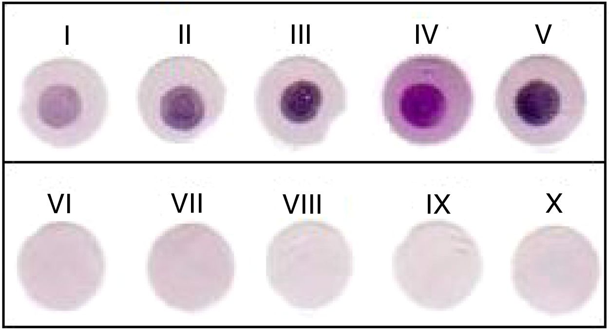 Evaluation of dot-blot test for serological diagnosis of bovine ...