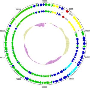 Circular map of pMEX01 (inner map) compared to pHK17a (outer map). The length of pMEX01 is 70,093bp. Dark green, ORF related to plasmid replication; light green, ORF related to plasmid stabilization; red, CTX-M-14 β-lactamase; gray, ORF related to transposases, insertion sequences; yellow, ORF related ABC transport system; light blue, ORF related to plasmid conjugation, transfer; dark blue, miscellaneous ORF. Inner circle indicates a GC plot, with purple and brown indicating below and above average GC contents, respectively. Asterisks indicate ORF with significant differences.