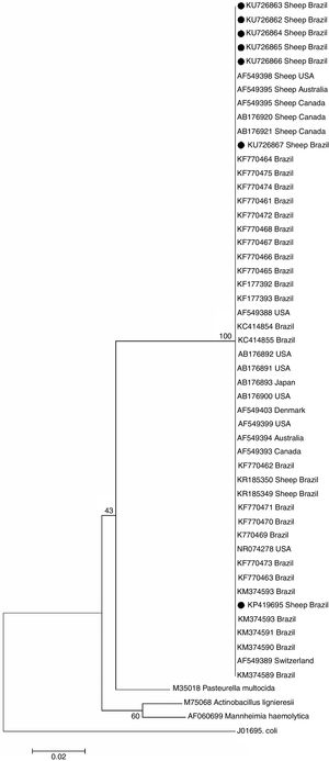 Phylogenetic tree based on the 16S rRNA gene sequences of Histophilus somni and selected Pasteurellaceae members generated by MEGA 6. The tree was constructed by the Neighbor-Joining method, based on 1000 bootstrapped data sets; distances values were calculated by using the Jukes-Cantor parameter model. The GenBank accession numbers and country of origin of the sequences are given; the sequences derived from this study are highlighted (black dot).