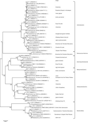 Phylogenetic dendrogram based on a comparison of the 16S rRNA gene sequences of the bacterial isolates from the Tianshan No. 1 glacier foreland and some of their closest phylogenetic relatives. The numbers on the tree indicate the percentages of bootstrap sampling derived from 1000 replications. The isolation source column lists the environments from which the closest phylogenetic relatives come.
