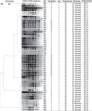 Dendrogram generated from enterobacterial repetitive intergenic consensus-polymerase chain reaction (ERIC-PCR) banding pattern of 50 Shigella spp. isolated from children with diarrhea. The similarity analysis was performed with Dice coefficient and UPGMA method.