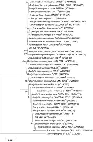 Maximum Likelihood phylogenetic tree based on 16S rRNA gene sequences showing relationships between the strains BR 3262 and BR 3267 and the type species (T) of the genus Bradyrhizobium. Bootstrap values were inferred from 500 replicates and are indicated at the tree nodes when ≥50%. GenBank accession numbers are provided in parenthesis. Microvirga vignae BR3299T was included as the outgroup. The bar represents two estimated substitutions per 100 nucleotide positions.
