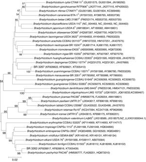 Unrooted maximum likelihood phylogenetic tree based on three concatenated sequences (recA, glnII, gyrB) showing relationships between the strains BR 3262 and BR 3267 and type species (T) of the genus Bradyrhizobium. The phylogenetic tree was built using the Kimura two-parameter method. Bootstrap values were inferred from 500 replicates and are indicated at the tree nodes when ≥50%. GenBank accession numbers are provided in parenthesis. The bar represents two estimated substitutions per 100 nucleotide positions.