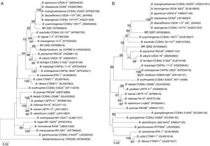 Unrooted maximum likelihood phylogenetic tree based on nodC (A) and nifH (B) genes showing relationships between the strains BR 3262 and BR 3267 and type species (T) and reference strains of the genus Bradyrhizobium. The phylogenetic tree was built using the Kimura two-parameter method. Bootstrap values were inferred from 500 replicates and are indicated at the tree nodes when ≥50%. GenBank accession numbers are provided in the parenthesis. The bar represents five or two estimated substitutions per 100 nucleotide positions.