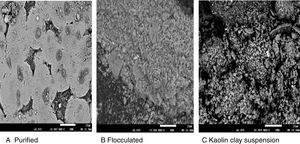 Scanning electron micrograph of (A) purified bioflocculant, (B) purified bioflocculant flocculating kaolin suspension, (C) Kaolin powder suspension.