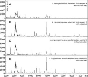 MALDI-TOF MS spectra obtained by analyzing the reference strains of Leptospira interrogans and Leptospira borgpetersenii with and without extraction as described in “Material and methods” section. These data show the importance of the protein extraction to obtain the better quality of spectra.