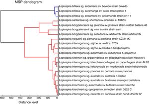 Comparison of the phylogenetic classification and MALDI-TOF dendrograms of the isolates of Leptospira spp. This figure contains only strains analyzed in this study.