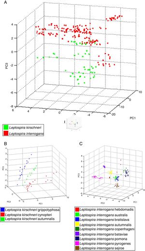 Principal component analysis (PCA) using tools ClinProTool™. In (A), PCA of strains analyzed, for data standardization by species, data from different serovars were used. In (B), we have PCA of different serovars of the L. kirchneri and in (C), we have PCA of different serovars of L. interrogans.