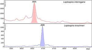 Representative spectra of Leptospira interrogans and Leptospira kirschineri. The representative peaks that allow differentiation of the strains in the spectra are showed, in red for L. interrogans, and in blue for L. kirschneri. The peak with m/z=8059 in L. interrogans we detected as shown in Table 3 by ClinPro Tools analysis. The peak m/z=8098 in L. kirschineri was previously identified by Rettinger et al.10