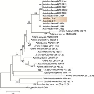 Phylogenetic tree of Xylaria spp. 249 and 214.