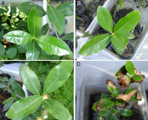 Effects of PAH contamination on A. schaueriana mangrove tree stems and blight lesions after 21 days of contamination with crude oil. (A) controls, plants without inoculum and oil; (B) inoculated plants; (C) inoculated plants artificially contaminated with 1mL of emulsified crude oil in 10mL of sea water; (D) plant artificially contaminated with 1mL of emulsified crude oil in 10mL of sea water.