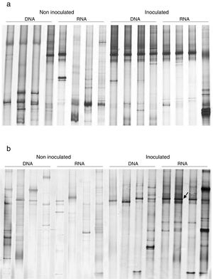 Comparison of DNA and RNA (cDNA) DGGE ndo fingerprints of the mangrove microcosms artificially contaminated with petroleum at 7 (A) and 21 (B) days after contamination. Microcosms with and without inoculation are shown. Arrow indicates the ndo gene type introduced by inoculation.