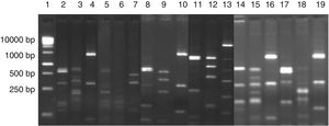 Digestion profile of lactic acid bacteria isolated from cassava fermentation in a cassava flour manufacturer. Lanes: 1: 1kb DNA ladder; 2–4: Lactobacillus brevis profile (2-MspI, 3-HaeIII, 4-HinfI); 5–7: Lactobacillus fermentum profile (5-MspI, 6-HaeIII, 7-HinfI); 8–10: Lactobacillus plantarum profile (8-MspI, 9-HaeIII, 10-HinfI); 11–13: Lactobacillus casei/L. paracasei profile (11-MspI, 12-HaeIII, 13-HinfI); 14–16: Lactobacillus harbinensis (14-MspI, 15-HaeIII, 16-HinfI); 17–19: Lactobacillus parabuchneri profile (17-MspI, 18-HaeIII, 19-HinfI).