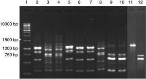 PCR fingerprinting profile of yeasts isolated from cassava fermentation in a cassava flour manufacturer in Formiga (MG, Brazil). Lanes: 1: 1kb DNA ladder; 2, 5–7: Kazachstania exigua; 3, 4 and 8: Candida humilis; 9 and 10: Pichia scutulata; 11: Candida ethanolica; 12: Geotrichum fragrans.