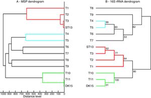 Comparison between 16S rRNA phylogenetic tree and the MSP dendrogram. A. Mean spectra projection (MSP) dendrogram, B. 16S rRNA based phylogenetic tree of Streptomyces type strains, T1-T11 – DSM type cultures used for grouping of Streptomyces species, T1 - Streptomyces viridis DSM-42078 (T), T2 - S. phaeochromogenes DSM- 40788 (T), T3 - S. ederensis DSM-40741 (T), T4 - S. iakyrus DSM-40482 (T), T5 - S. griseochromogenes DSM-40499 (T), T6 - S. gougerotii DSM-40324 (T), T7 - S. albus DSM-40313 (T), T8 - S. diastaticus DSM-40495 (T), T9 - S. alboflavus DSM-40045 (T), T10 - S. toxytricini DSM-40178 (T), T11 - S. globosus DSM-41122 (T).