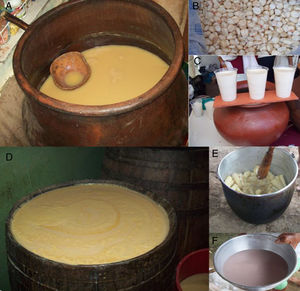 Chicha de jora (A); Morocho (white maize) (B); Chicha de morocho ready to drink (C); seven-grain chicha (D); cassava for chicha de yuca production (E); Chicha de yuca ready to drink after addition of seeds of the Ungurahua palm (F).