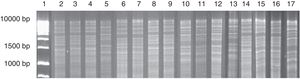 Mitochondrial DNA restriction patterns obtained from a chicha de jora sample at different times of fermentation. Column: 1: 1kb DNA ladder; 2–7: profiles found with 1 day of fermentation (2–4: pattern 1; 5: pattern 2; 6–7: pattern 3); 8–10: profiles found with 2 days of fermentation (8–9: pattern 1; 10: pattern 2); 11–15: profiles found with 3 days of fermentation (11–13: pattern 2; 14–15: pattern 3); 16–17: profiles found with 5 days of fermentation (16: pattern 3; 17: pattern 4).