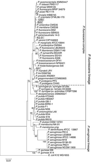 Maximum-likelihood phylogenetic tree based on the partial 16S rRNA gene sequences of members of the Pseudomonas genus. The 16S sequence of E. coli K12 was used as an outgroup. The tree shows all bacteria of the genus Pseudomonas isolated in Antarctica to date (bold). Isolates presented in this study are shown in bold and underlined. It can be seen that the majority of the Antarctic bacteria are part of the P. fluorescens lineage, with the exception of the P. guineae isolates, which seem to be part of a separate lineage.