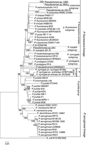 Maximum-likelihood phylogenetic tree based on the concatenated sequences of the genes 16S-aroE-glnS-gyrB-ileS-rpoD, showing the evolutionary relationship among selected members of the Pseudomonas genus. The bacteria isolated in Antarctica are shown in bold, and isolates presented in this study are shown in bold and underlined. The tree clearly shows the lineages of P. aeruginosa and P. fluorescens. Likewise, the P. fluorescens complex and its subgroups can be clearly distinguished. All Antarctic Pseudomonas can be classified within the P. fluorescens complex. Among them, P. deceptionentis seems to form a separate subgroup, and the isolate Pseudomonas sp. 6A1 appears in a branch of the P. mandelii subgroup. Together with the species P. antarctica and P. extramaustralis, the isolates Pseudomonas sp. IB20, Pseudomonas sp. 12B3 and Pseudomonas sp. KG01 form the new subgroup P. antarctica.